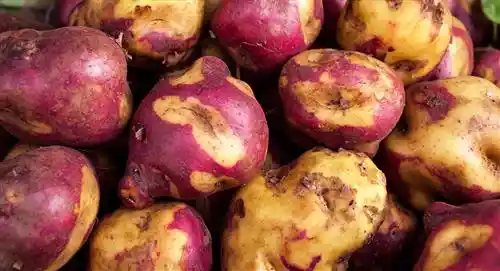 Papa Sabanera